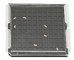 EM-Tec FSB100D FIB lift-out grid storage box with pair of band clips